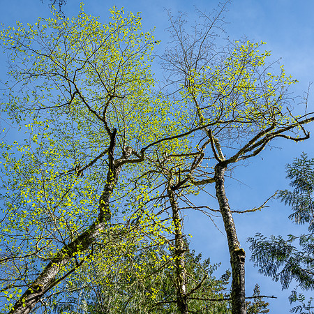 R Hammerly_scenery_Alder Leafing Out