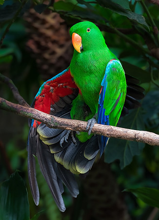 Eclectus Parrot - Ken Salzman