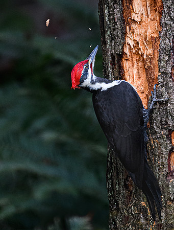 1-29~Birds~Pileated Woodpecker~Vance Deason