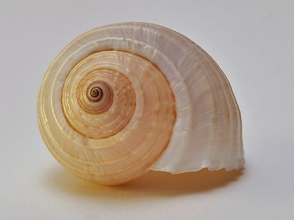 Spiral
