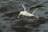 Food Away! - Stephen Frye