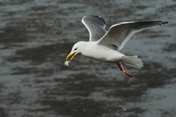 Food Away! - Stephen Frye