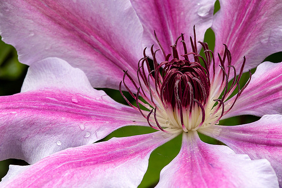 2-02~Flowers~Clematis with Raindrops~Margaretha Maryk