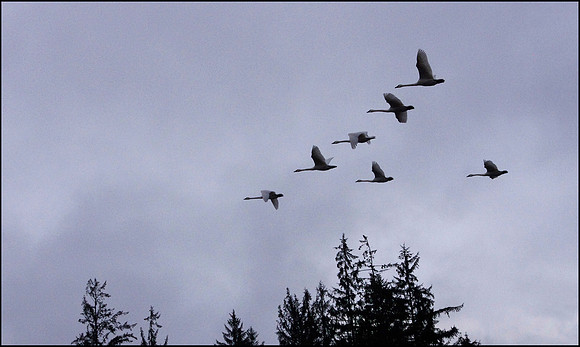 1-21~Birds~Graceful Flight~Marilyn Hektner