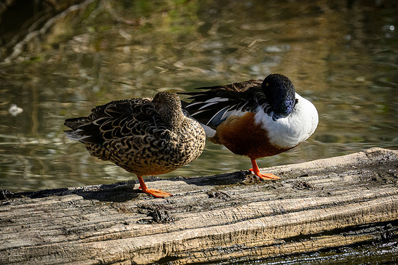Matching Poses - Ron Edman