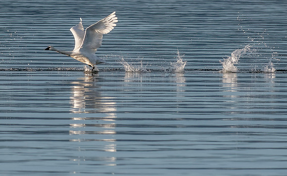 1-18~Birds~Take Off~Lee Dygert