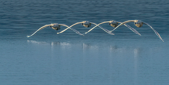 1-HM5)1-27~Birds~Symmetry Flight~Lee Dygert