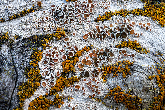 R Hammerly_macro_Lichen on Driftwood