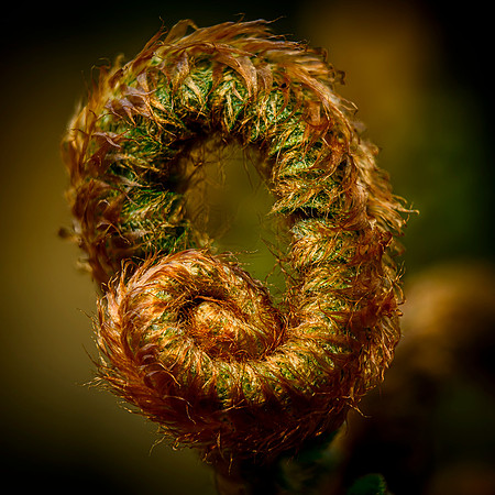 Emerging Fern - Ron Edman