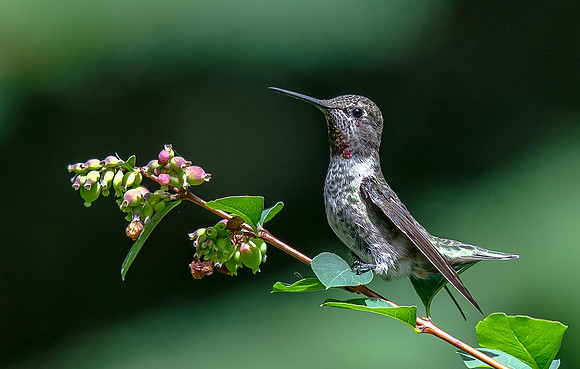 1-Y2)1-12~Birds~Resting Hummer~Ken Salzman