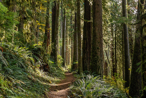 R Hammerly_scenery_Forest Trail