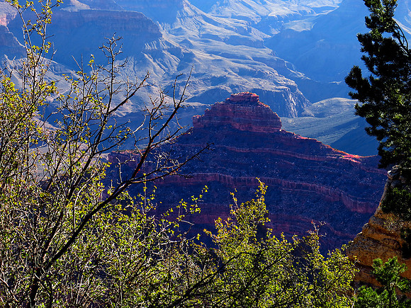 Spring Leaves Frame a Backlit Ridge and Distant Slopes, Grand Canyon - Suzy Clemenz