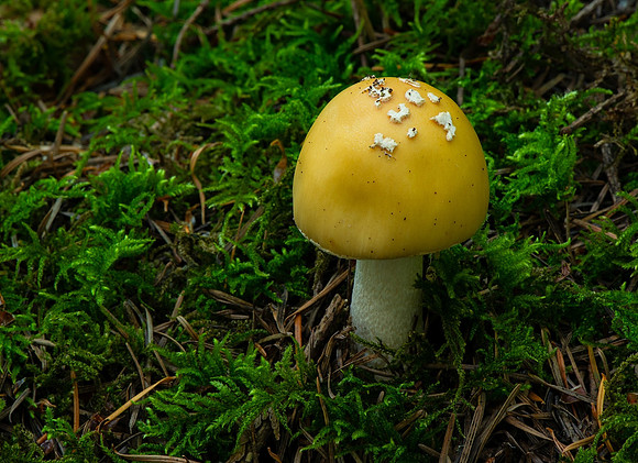 Forest Mushroom - Ken Salzman
