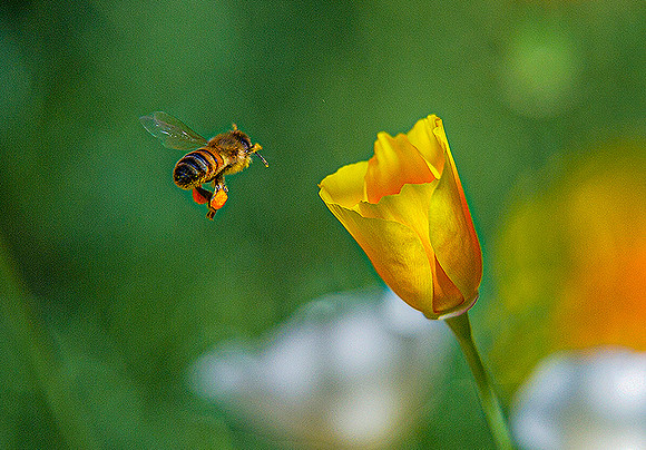 Pollinator - Jack Kienast
