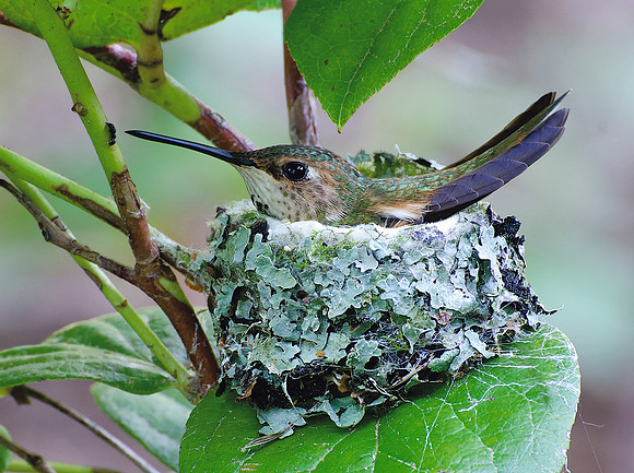 Nesting Hummer