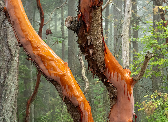 Honorable Mention: Fog Drips - Ramona Hammerly