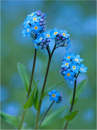2-10~Flowers~Forget-me-nots~Murphy Hektner
