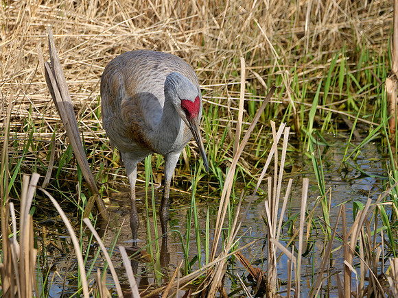 1-06~Birds~Looking for Lunch~Stephen Frye