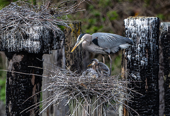 Mother and Chicks - Ken Salzman