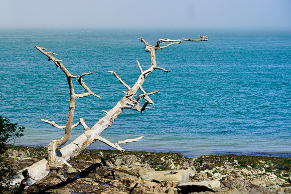 Old Tree - Ron Frederick