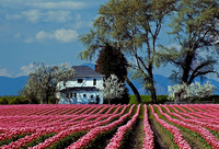 Murphy Hektner~2nd. Choice~Tulip Time