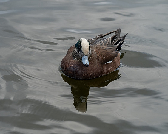 American Widgeon - Ramona Hammerly