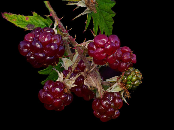 Berries of Winter -Neil O'Hara