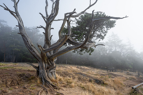 First Place: Juniper in Fog - Ramona Hammerly