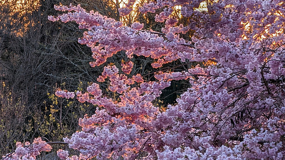 Sunset Cherry Blossoms - Cathey Frederick